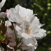 Prunus serrulata -- Japanische Blütenkirsche